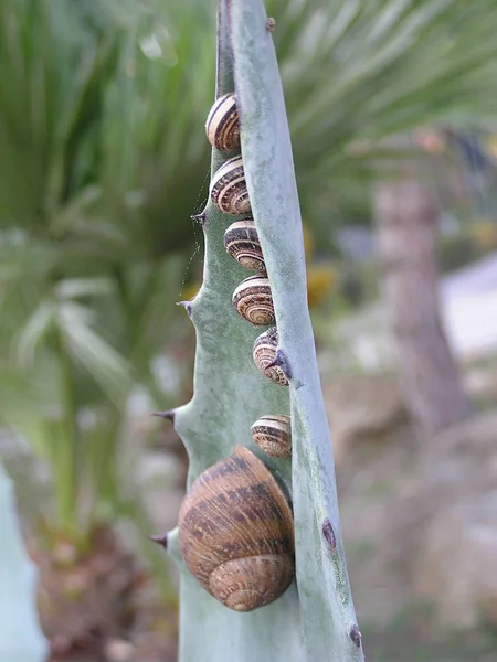 Helix Schneckenmollusk Muscheltier — Stockfoto