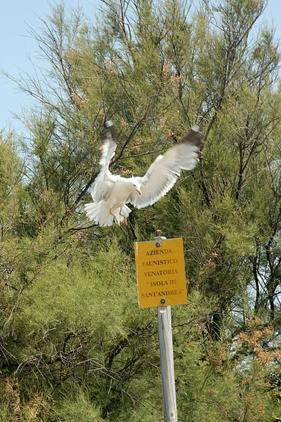 Vista Panorámica Hermosas Aves Gaviota Naturaleza — Foto de Stock