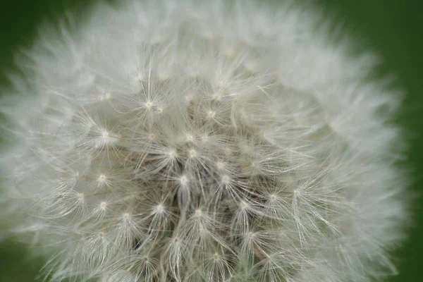 Pissenlit Fleur Été Flore Nature — Photo