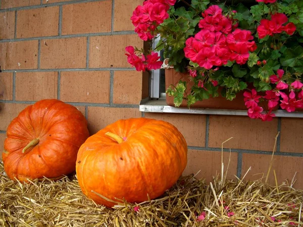 Calabazas Agrícolas Legumbres Asfixiadas Alimentos Vegetales —  Fotos de Stock