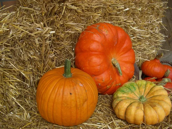 Abóboras Agrícolas Legumes Squash Alimentos Vegetais — Fotografia de Stock