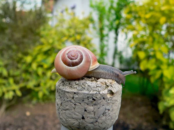 Caracol Hélice Criatura Molusco — Foto de Stock