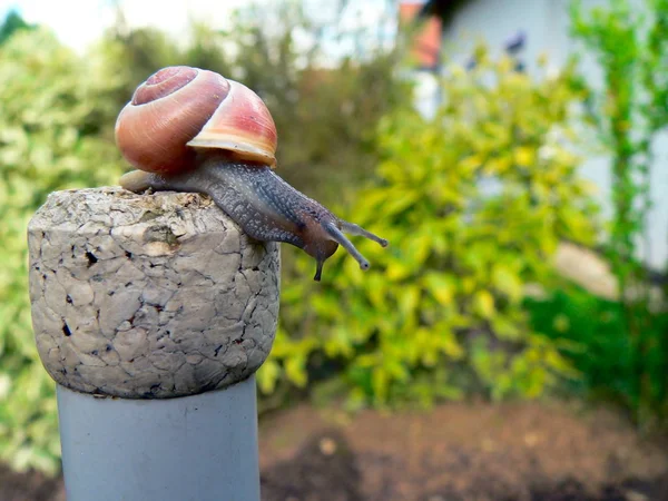 Snail Shell Invertebrate Helix — Stock Photo, Image