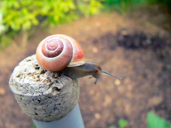 Snigel Spiraldjur Blötdjur — Stockfoto