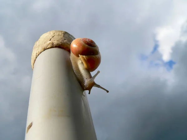 Snail Helix Creature Mollusk — Stock Photo, Image