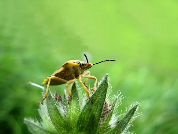 Closeup Του Bug Στην Άγρια Φύση — Φωτογραφία Αρχείου