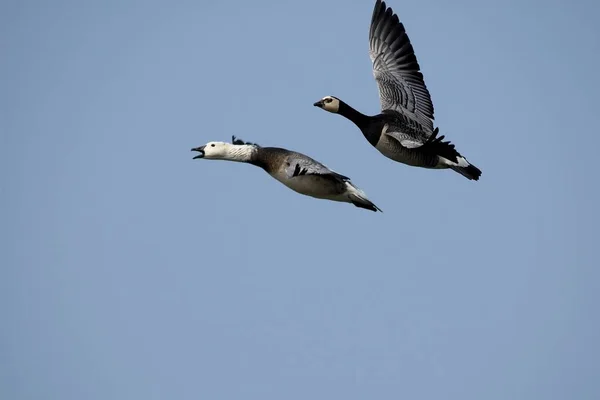 Scenic View Goose Bird Nature — Stock Photo, Image