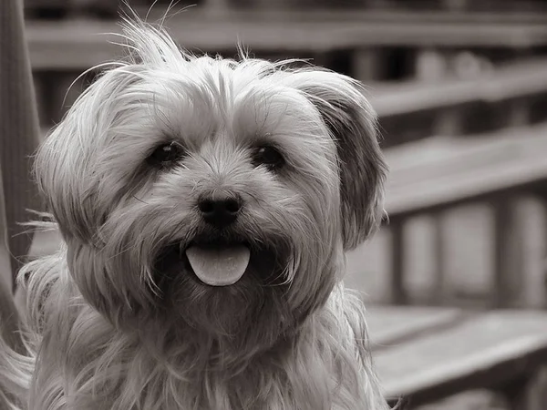 Şirin Bir Köpeğin Portresi — Stok fotoğraf