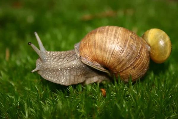 Helix Kagyló Csiga Puhatestű — Stock Fotó