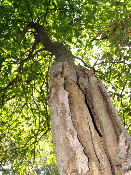 Walnussbaum Flora Der Natur — Stockfoto