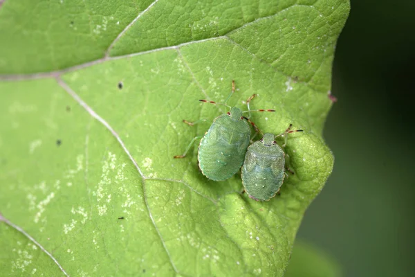 Gros Plan Bug Nature Sauvage — Photo