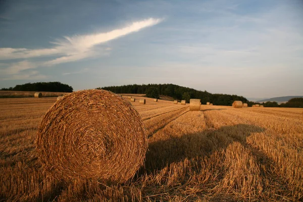 Platteland Landbouw Veld Landschap — Stockfoto