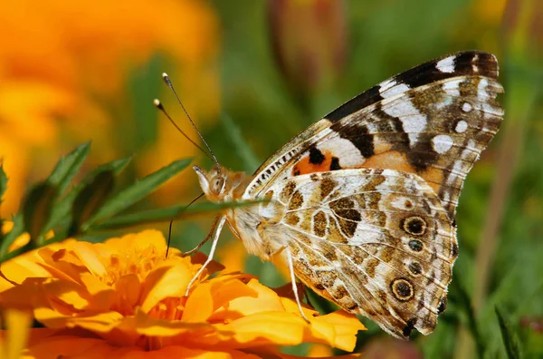 painted lady - in germany,the moth migrates in the first wave mainly in early summer from the mediterranean with the first warm air winds over the alps. there it usually continues to grow in two generations. his offspring lives