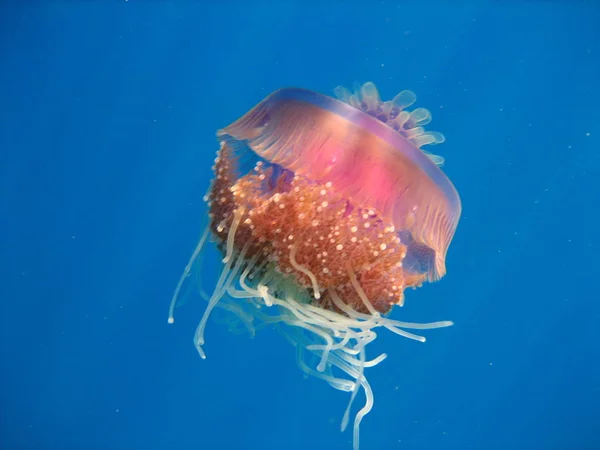 Medusas Acuáticas Mar Submarino Criatura Vida Marina — Foto de Stock