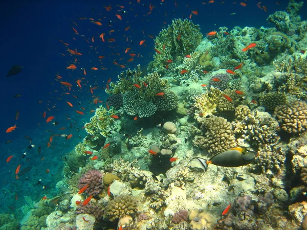 Barriera Corallina Variopinta Nella Parte Inferiore Del Mare Tropicale — Foto Stock