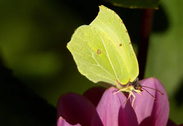 Vista Primer Plano Hermosa Mariposa Colorida —  Fotos de Stock