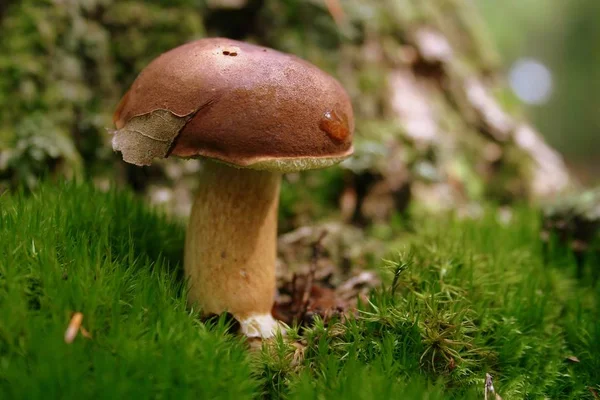 Paddenstoelen Kweken Bos Natuur Achtergrond — Stockfoto