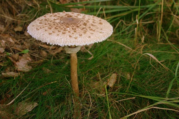 Pilze Wachsen Pilzflora Botanik — Stockfoto