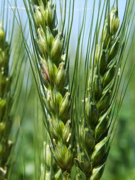 Campo Milho Agrícola Terras Agrícolas — Fotografia de Stock