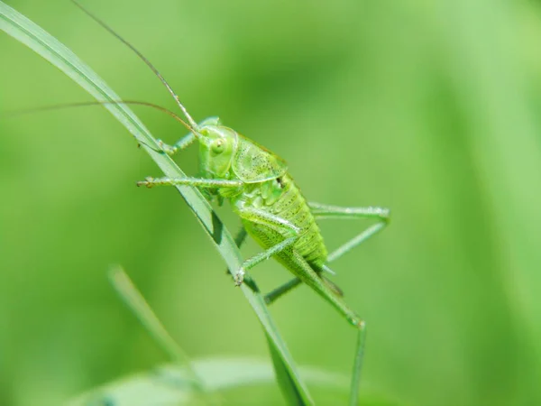 Close Van Een Insect Wilde Natuur — Stockfoto