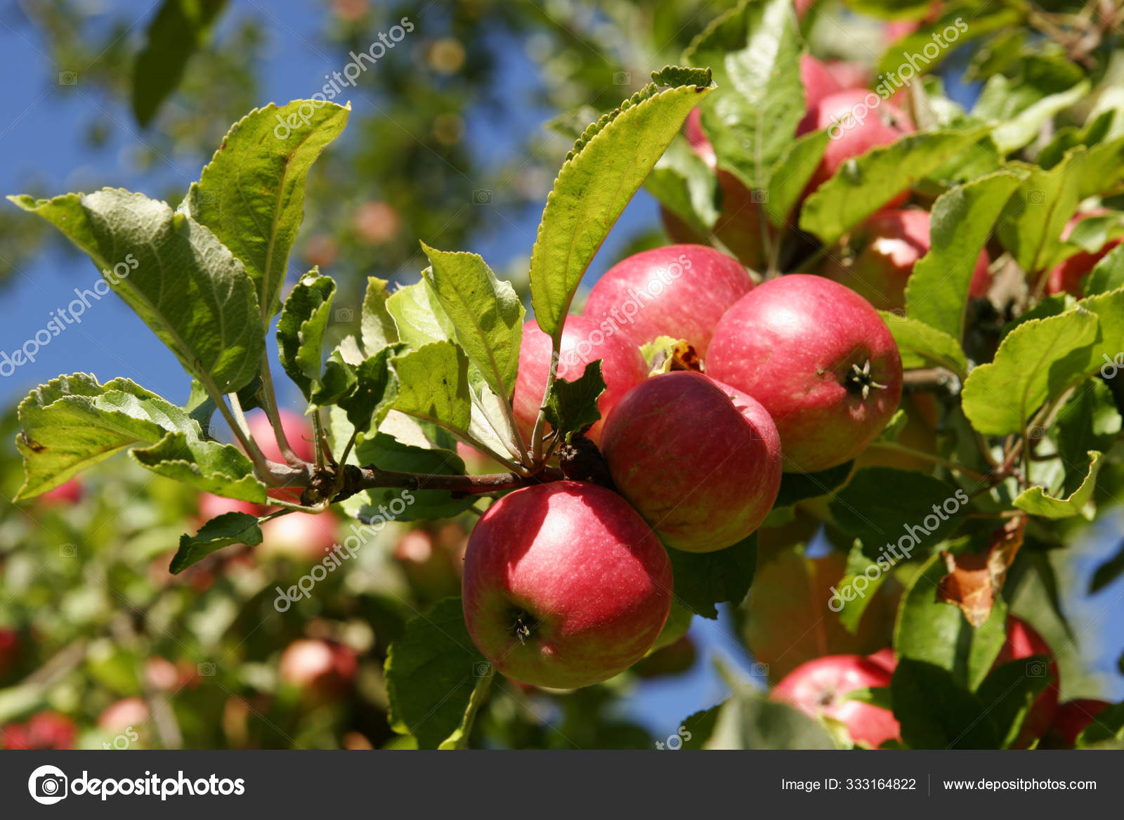 Macieira Planta Natureza Flora Foliar — Foto © PantherMediaSeller #333164822, image size:1600x1167