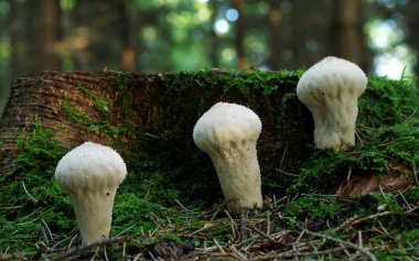 the puffball or flaschenbovist (lycoperdon perlatum) is one of the most common puffballs or puffballs. him can be found from june to november almost everywhere. long considered the puffball mushroom as abdominal (gastromycetidae),but new clipart