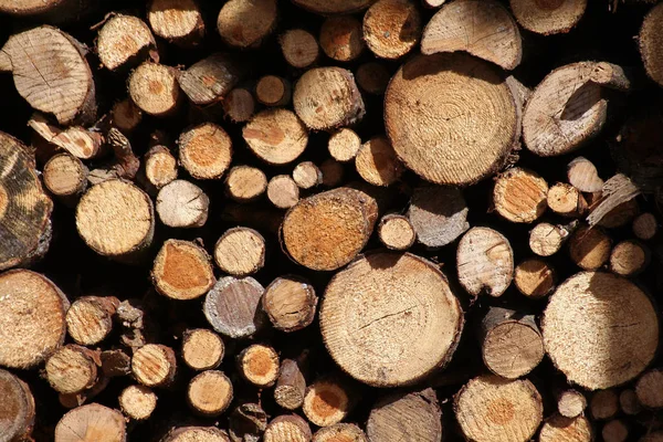 Firewood Log Tree Trunk — Stock Photo, Image