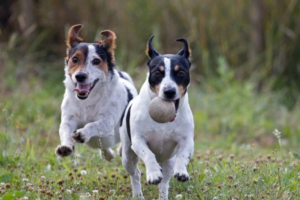 Ett Porträtt Renrasig Amerikansk Staffordshire Terrier Hund Står Parken — Stockfoto