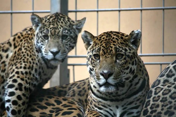 ジャガーハンター大きな猫 野生動物 — ストック写真