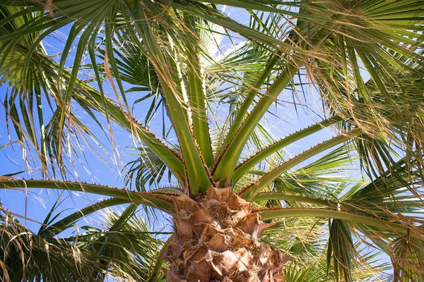 Palme Hintergrund Kopierraum — Stockfoto