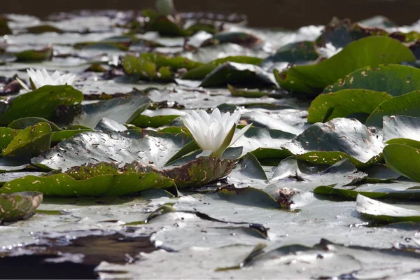 Close Seup View Beautiful Water Lily — Stok Foto
