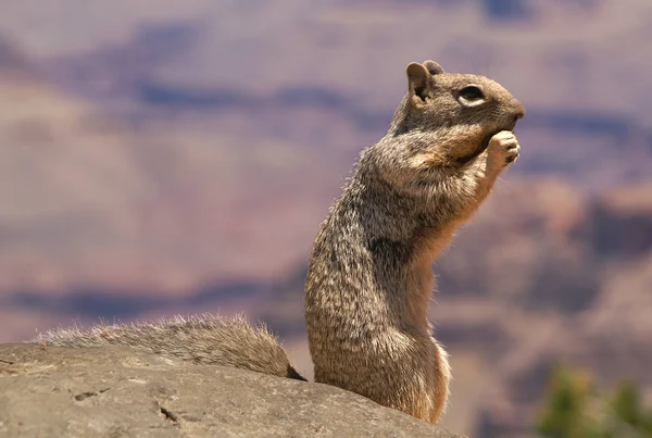 these cute animals are more often found on the south rim (south side) of the grand canyon. they are also quite tame because they are fed by some tourists,although it is prohibited. this photo is but without a bribe on my part was