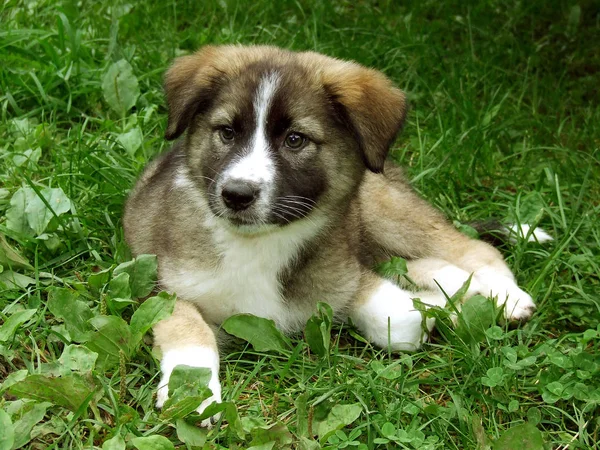 かわいい犬の肖像画 — ストック写真