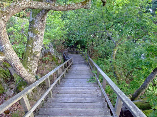 Holzbrücke Wald — Stockfoto