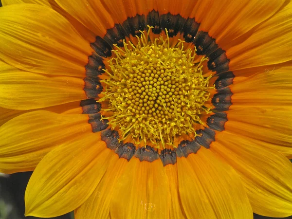 Gazania Híbridos Mittagsgold Detalhe — Fotografia de Stock