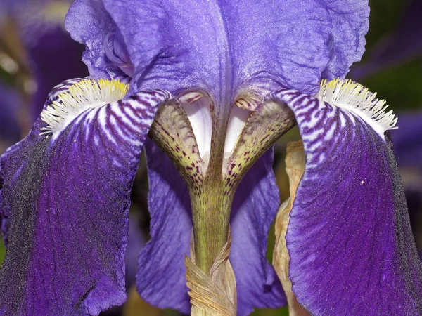 Vista Panoramica Bellissimo Fiore Iris — Foto Stock