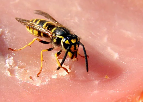 Primer Plano Error Naturaleza Salvaje — Foto de Stock