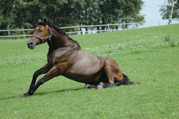 Niedliches Pferd Wilder Natur — Stockfoto