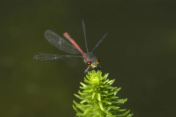 Insetto Libellula Natura Entomologia — Foto Stock