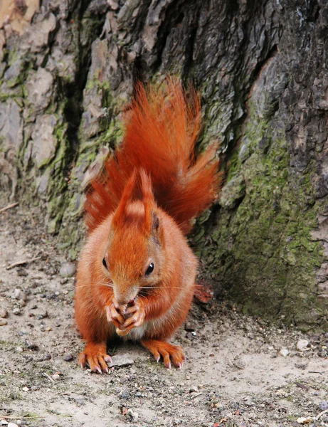 Flóra Fauna Veverka Hlodavec Nadýchaná Veverka — Stock fotografie