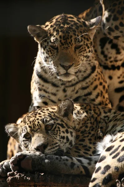 ジャガーハンター大きな猫 野生動物 — ストック写真