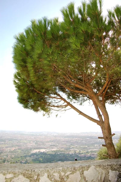 Hermosa Vista Naturaleza — Foto de Stock