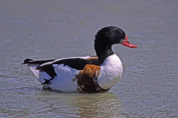 Bird Watching Shot Duck Wild Nature — Stock Photo, Image