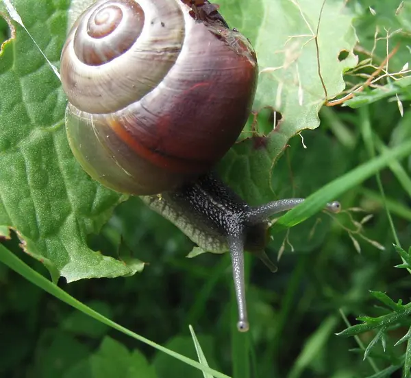 Caparazón Caracol Conchas Moluscos — Foto de Stock