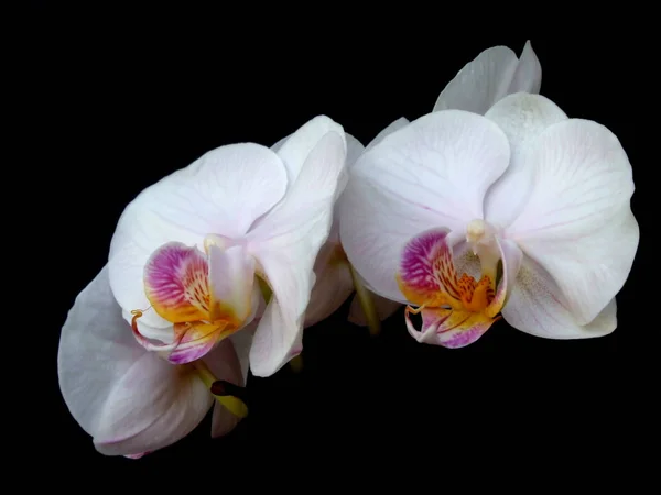 Gyönyörű Orchidea Virágok Szirmok Növény — Stock Fotó