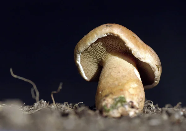 Growing Mushrooms Forest Nature Background — Stock Photo, Image