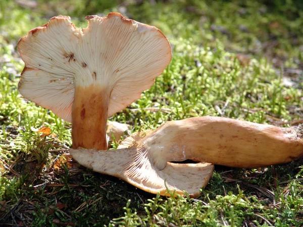 Culture Champignons Dans Forêt Fond Nature — Photo