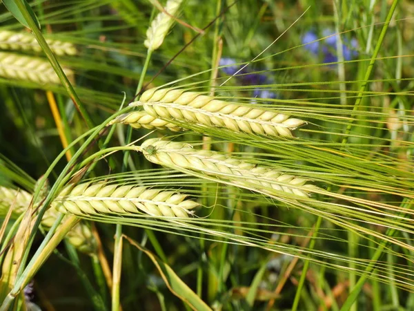 大麦の3つの耳 — ストック写真