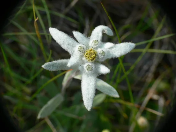 White Edelweiss Wildflowers Petals — Stock Photo, Image