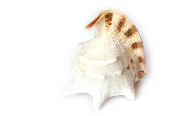 Морські Мушлі Літня Черепашка — стокове фото